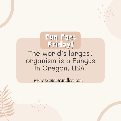 Fun Fact Friday!!!